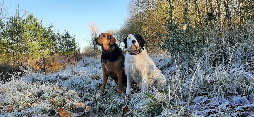 two dogs on a winter day